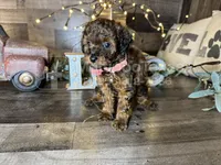 Tiffany , a female Maltipoo for sale in San Antonio, TX – 5 of 5