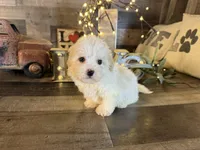 Carter , a male Maltipoo for sale in San Antonio, TX – Photo 3 of 7