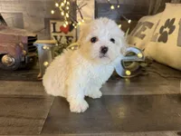 Carter , a male Maltipoo for sale in San Antonio, TX – Photo 5 of 7