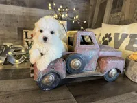 Carter , a male Maltipoo for sale in San Antonio, TX – Photo 7 of 7