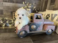 Carter , a male Maltipoo for sale in San Antonio, TX – Photo 6 of 7