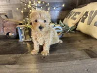 Bella, a female Maltipoo for sale in San Antonio, TX – Photo 4 of 5