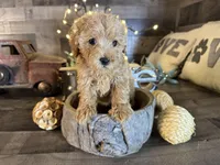 Bella, a female Maltipoo for sale in San Antonio, TX – Photo 2 of 5