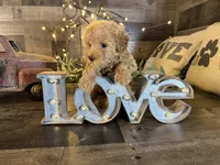 Bella, a female Maltipoo for sale in San Antonio, TX – Photo 5 of 5