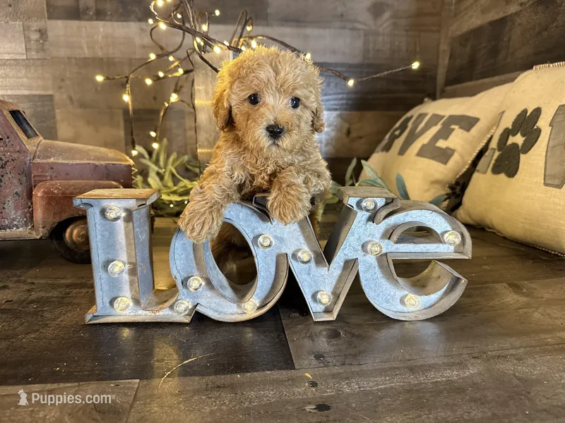Bella, a female Maltipoo for sale in San Antonio, TX – Photo 1 of 5