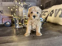 Bella, a female Maltipoo for sale in San Antonio, TX – Photo 3 of 5