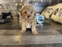 Ariel , a female Maltipoo for sale in San Antonio, TX – Photo 3 of 7
