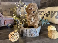 Ariel , a female Maltipoo for sale in San Antonio, TX – Photo 7 of 7