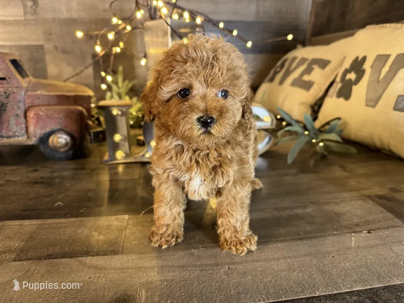 Ariel , a female Maltipoo for sale in San Antonio, TX – Photo 1 of 7