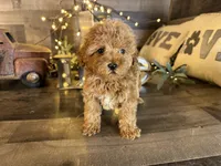Ariel , a female Maltipoo for sale in San Antonio, TX – Photo 1 of 7