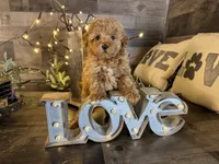 Ariel , a female Maltipoo for sale in San Antonio, TX – Photo 6 of 7