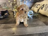 Ariel , a female Maltipoo for sale in San Antonio, TX – Photo 2 of 7