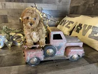 Ariel , a female Maltipoo for sale in San Antonio, TX – Photo 4 of 7