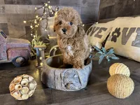 Ariel , a female Maltipoo for sale in San Antonio, TX – Photo 5 of 7