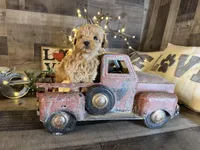 Tiny , a female Maltipoo for sale in San Antonio, TX – Photo 7 of 7