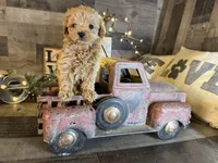 Tiny , a female Maltipoo for sale in San Antonio, TX – Photo 6 of 7