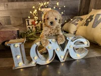 Tiny , a female Maltipoo for sale in San Antonio, TX – Photo 4 of 7