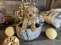 Tiny , a female Maltipoo for sale in San Antonio, TX – Photo 3 of 7