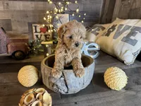 Tiny , a female Maltipoo for sale in San Antonio, TX – Photo 1 of 7