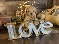 Tiny , a female Maltipoo for sale in San Antonio, TX – Photo 5 of 7