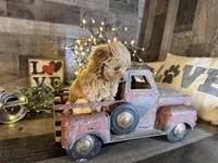 Tiny , a female Maltipoo for sale in San Antonio, TX – Photo 2 of 7