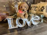 Daisy , a female Maltipoo for sale in San Antonio, TX – 4 of 7