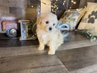 Tiny, a female Maltipoo for sale in San Antonio, TX – 2 of 6