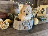 Teddy, a male Maltipoo for sale in San Antonio, TX – 7 of 8