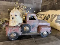 Honey , a female Maltipoo for sale in San Antonio, TX – Photo 4 of 5