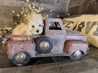 Honey , a female Maltipoo for sale in San Antonio, TX – Photo 5 of 5