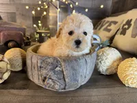 Honey , a female Maltipoo for sale in San Antonio, TX – Photo 2 of 5