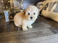 Honey , a female Maltipoo for sale in San Antonio, TX – Photo 3 of 5
