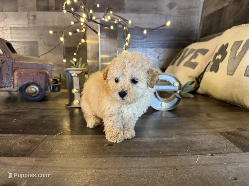 Honey , a female Maltipoo for sale in San Antonio, TX – Photo 1 of 5