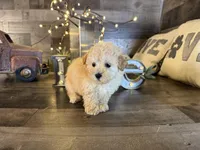 Honey , a female Maltipoo for sale in San Antonio, TX – Photo 1 of 5