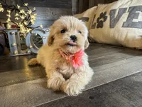 Shine, a female Maltipoo for sale in San Antonio, TX – 6 of 7