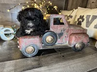 Blackie , a male Maltipoo for sale in San Antonio, TX – 5 of 5