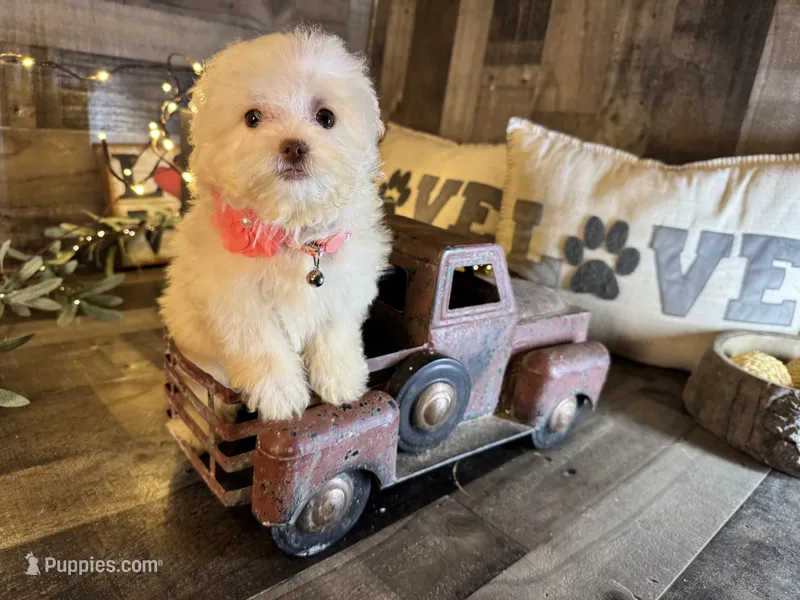 Tiny  – Maltipoo puppy for sale in San Antonio, TX