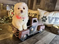 Tiny , a female Maltipoo for sale in San Antonio, TX – 1 of 6