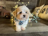 Olaf, a male Maltipoo for sale in San Antonio, TX – 3 of 6