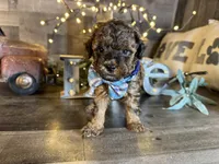 Magnus, a male Maltipoo for sale in San Antonio, TX – 2 of 9