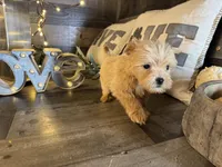 Minnie , a female Maltipoo for sale in San Antonio, TX – Photo 1 of 7