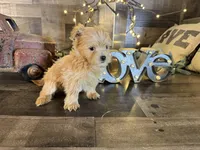 Minnie , a female Maltipoo for sale in San Antonio, TX – Photo 5 of 7