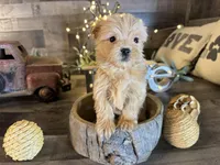 Minnie , a female Maltipoo for sale in San Antonio, TX – Photo 2 of 7
