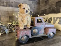 Minnie , a female Maltipoo for sale in San Antonio, TX – Photo 7 of 7