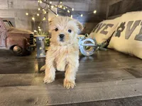 Minnie , a female Maltipoo for sale in San Antonio, TX – Photo 4 of 7