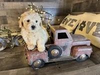 Oliver , a female Maltipoo for sale in San Antonio, TX – Photo 4 of 6