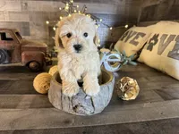 Oliver , a female Maltipoo for sale in San Antonio, TX – Photo 3 of 6