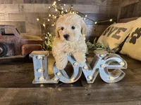 Oliver , a female Maltipoo for sale in San Antonio, TX – Photo 2 of 6