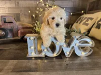 Oliver , a female Maltipoo for sale in San Antonio, TX – Photo 6 of 6