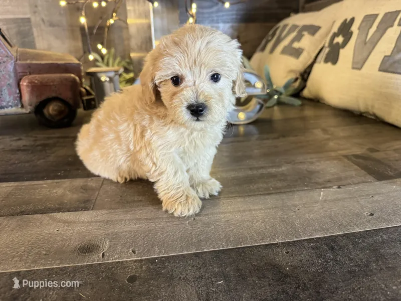 Oliver , a female Maltipoo for sale in San Antonio, TX – Photo 1 of 6